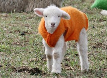 lamb-with-orange-coat-1398160.jpg